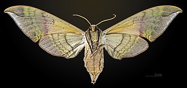 Female underside