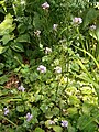 Cardamine raphanifolia