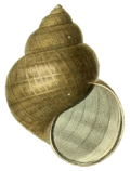 Cipangopaludina cathayensis shell