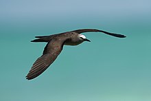 brownish-black seabird with white forehead flying against blue background