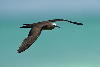 A. s. pileatus, 昆士蘭州，澳洲