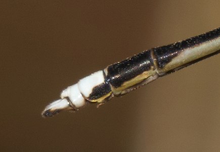 Appendages (male)