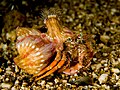 Dardanus pedunculatus (Decapoda: Diogenidae) with Calliactis sp. anemones