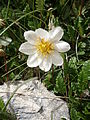 Dryas octopetala