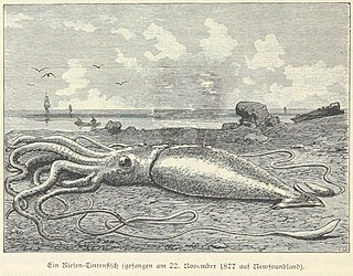 ?#44 (21/11/1877) Giant squid beached on the Newfoundland coast, apparently on 22 November 1877 (Heydebrand und der Lasa, 1887:72, fig.; closest is #44 from 21 November, from Smith's Sound). Two figures standing over the specimen, which are present in the original, have been removed in this version. Note the similarity to this illustration of the Catalina specimen.