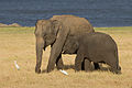 Image 40The Sri Lankan elephant is one of three recognised subspecies of the Asian elephant. The 2011 elephant census estimated a population of 5,879. (from Sri Lanka)