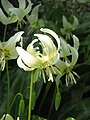 Erythronium 'White Beauty' flower