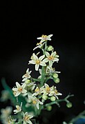 Close-up of flowers