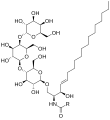 Globotriaosylceramide (Gb3), a substrate of α-GalA, has a terminal D-galactose structurally similar to migalastat.[13]