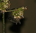 Feeding on kapok at night in Kolkata