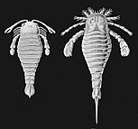 Eurypterids by Ernst Haeckel, 1914