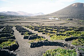 蘭薩羅特島上種植的葡萄藤