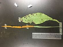莱蕨营养叶明显比繁殖叶宽，繁殖叶呈现长线形