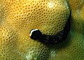 一只黑泡螺 black headshield slug(无饰燕尾海牛 Chelidonura inornata).