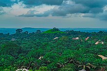 Lush vegetation in Nsukka