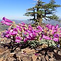 Flowers of Penstemon purpusii