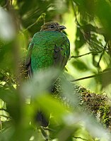 Resplendent Quetzal (female)