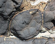 Pillow lava near Oamaru, New Zealand