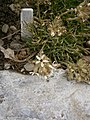 Saponaria lutea