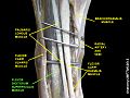 Flexor digitorum superficialis muscle