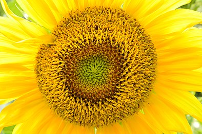 Close-up of a sunflower head