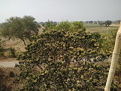 kripekapura mango tree narwaria brothers farm house