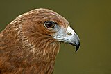 Juvenile female, Rotorua, New Zealand.