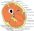Cross section of thigh