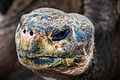 Detail of a tortoise head