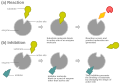 Allosteric competitive inhibition 3