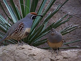 A pair at Indianapolis Zoo (male on left and female on right)