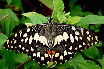 Dorsal view