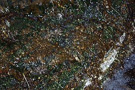 Didymosphenia geminata coverage of stream bed