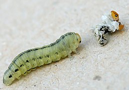 Last instar larva with exuviae