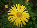 Doronicum pardalianches