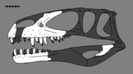 Reconstructed skull