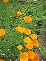 Eschscholzia californica