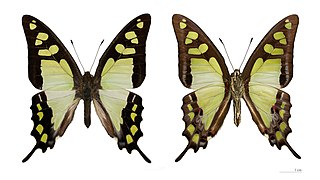 Museum specimen ♂ Both sides