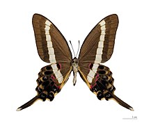 Museum specimen ♂ △ - Ventral side