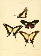 The Hewitson plate accompanying the original description in Illustrations of New Species of Exotic Butterflies 1856