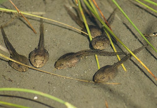 Tadpoles