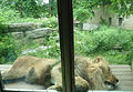 A lion sleeping against the protective glass at the Buffalo Zoo.