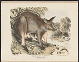 The Kangaroo, Macropus major, illustration by Helena Forde, from Krefft's The Mammals of Australia (1871f).