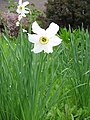 Narcissus poeticus var. recurvus close-up