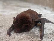 Brown bat