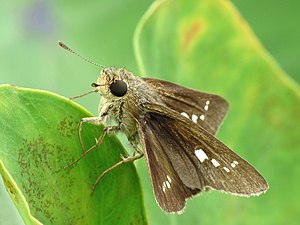 Dorsal view