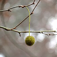 Fruit on tree