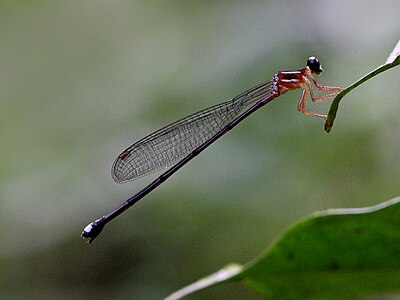 Indosticta deccanensis female