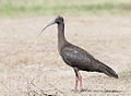 Red-naped ibis in Basai