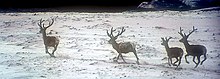 Red deer on the beach